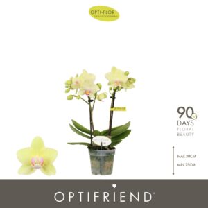 Phalaenopsis Multiflora Optifriend Lena 2 spike
(8 Plants/Order)(7cmP 25cmH)
