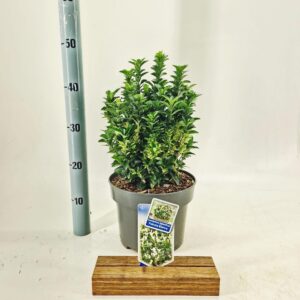 Euonymus Paloma Blanca jap. ('Lankveld03'PBR)
(1 Plants/Order)(23cmP 45cmH)