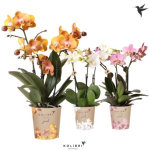 Phalaenopsis mixed Jewel 3 spike
(6 Plants/Order)(12cmP 40cmH)