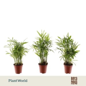 Chamaedorea elegans Tiny Lizzy
(20 Plants/Order)(5.5cmP 20cmH)
