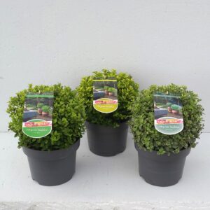 Pittosporum tenuifolium Mixlaag 'Colours in Shape'
(1 Plants/Order)(23cmP 40cmH)