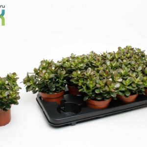 Crassula Minor Crassula Minor
(6 Plants/Order)(12cmP 20cmH)