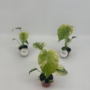 Monstera Monstera Deliciosa MINT P6
(12 Plants/Order)(6cmP 12cmH)