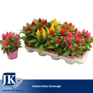 Celosia Kelos Fire mixed
(12 Plants/Order)(12cmP 30cmH)