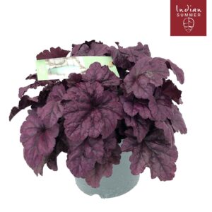 Heuchera Indian Summer P19 Purple
(1 Plants/Order)(19cmP 30cmH)