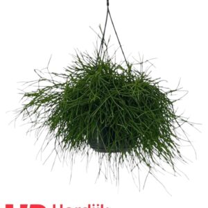 Rhipsalis baccifera 'Oasis'
(7 Plants/Order)(15cmP 35cmH)