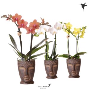 Phalaenopsis Multiflora 2 spike in Totem Mask Pot
(7 Plants/Order)(9cmP 40cmH)