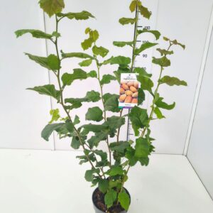 Corylus maxima 'Englische Riesennuss' 80-100C5
(1 Plants/Order)(23cmP 100cmH)