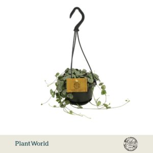 Ceropegia woodii Variegata 10,5cm HP
(5 Plants/Order)(10.5cmP 20cmH)