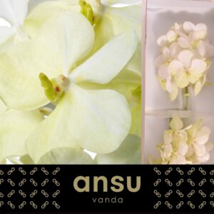 Vanda Tayanee White Vanda Tayanee White
(25 Plants/Order)(cmP 20cmH)