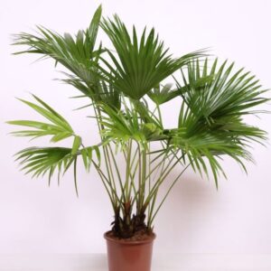 Livistona australis chinensis
(1 Plants/Order)(27cmP 140cmH)