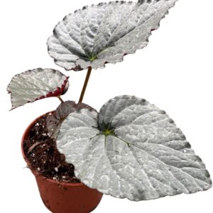 Begonia Begonia Grey Earl P14
(8 Plants/Order)(14cmP 30cmH)