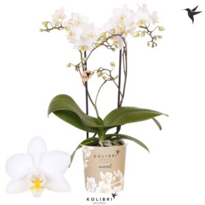 Phalaenopsis Multiflora Cuba 2 spike
(12 Plants/Order)(9cmP 40cmH)