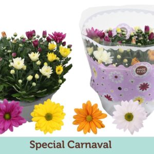 Chrysanthemum Carnaval
(17 Plants/Order)(23cmP 27cmH)