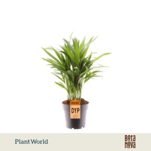 Chrysalidocarpus Dypsis lutescens (Areca)
(7 Plants/Order)(14cmP 50cmH)