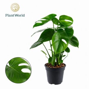 Monstera deliciosa
(5 Plants/Order)(19cmP 60cmH)