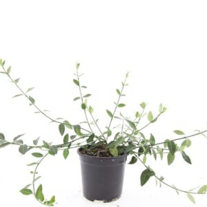 Euonymus fortunei Tustin
(8 Plants/Order)(14cmP 10cmH)