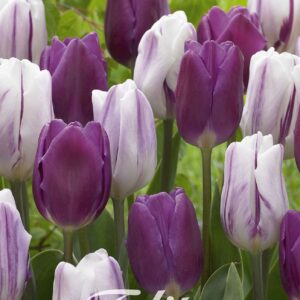 Droge Bulbs Tulipa Garden Atlantic x10 12/+
(10 Plants/Order)(20cmP 45cmH)
