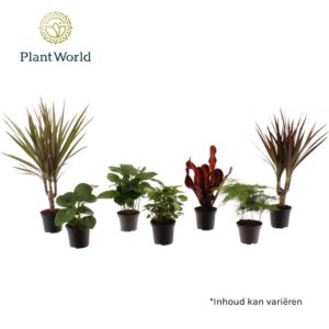 Indoor plants gem. green 6 Types Keen on Green New York mix 7 cm
(16 Plants/Order)(7cmP 15cmH)