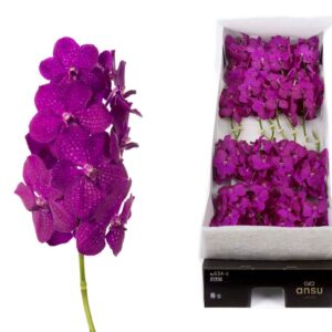 Vanda Nitaya Raspberry cerise Vanda 20 spike Rasberry cerise
(20 Plants/Order)(cmP 25cmH)