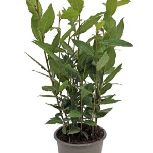 Laurus nobilis Bush
(15 Plants/Order)(11cmP 35cmH)