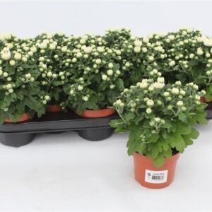 Chrysanthemum Braque White Chrysanthemum Gardenmum White
(12 Plants/Order)(10.5cmP 17cmH)