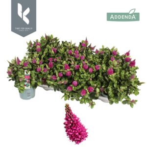 Hebe Hebedonna Alina Donna
(8 Plants/Order)(12cmP 25cmH)