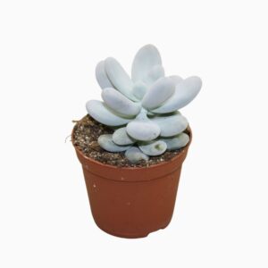 Pachyphytum ovifer 8,5 cm
(12 Plants/Order)(8.5cmP 10cmH)