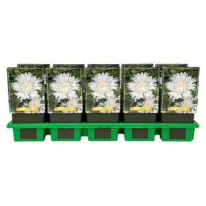 Stokesia laevis Alba' P11
(10 Plants/Order)(11cmP 25cmH)