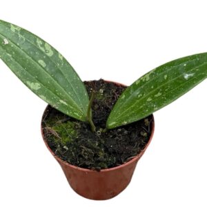 Hoya Hoya Sp Loei
(14 Plants/Order)(8cmP 10cmH)