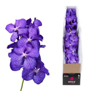 Vanda Kanchana Magic Blue Vanda Blue Magic X4
(4 Plants/Order)(cmP 30cmH)