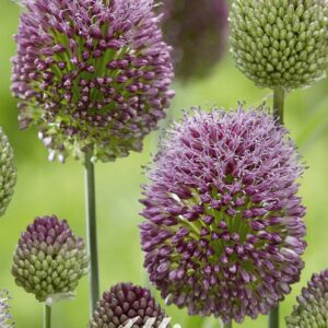 Droge Bulbs Allium Ball Sphaerocephalon x20 5/6
(10 Plants/Order)(5cmP 20cmH)