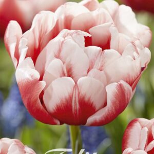 Droge Bulbs Tulipa Double Early Columbus x 7 12/+
(10 Plants/Order)(20cmP 40cmH)