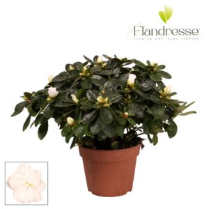 Rhododendron White Vogel Azalea Flandresse® 'wit' 30 32 cm
(6 Plants/Order)(14cmP 30cmH)