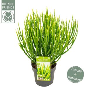 schrub Baccharis genistelloides Baccharis Green Coral
(1 Plants/Order)(19cmP 50cmH)