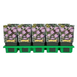 Geranium maculatum Espresso' P11
(10 Plants/Order)(11cmP 25cmH)