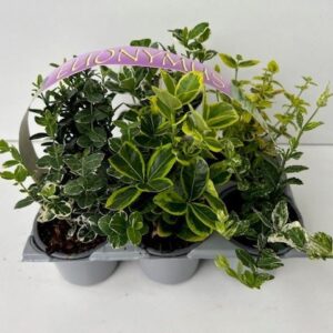 Euonymus 6-pack
(1 Plants/Order)(9cmP 10cmH)