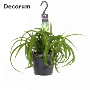 Chlorophytum comosum Green Bonnie Chlorophytum com.Green Bonnie
(6 Plants/Order)(17cmP 30cmH)