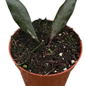 Hoya Hoya Red Moon
(14 Plants/Order)(8cmP 10cmH)