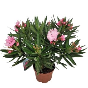 Nerium oleander Pink Double Flower Bush 1154
(3 Plants/Order)(19cmP 55cmH)
