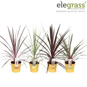 Siergrassen mix Grassen tray Elegrass Patio P14
(6 Plants/Order)(14cmP 50cmH)