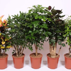 Indoor plants Mixkar 1406
(10 Plants/Order)(27cmP 120cmH)