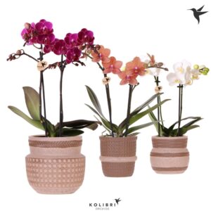 Phalaenopsis mixed 2 spike in Ethnic Pot sand
(6 Plants/Order)(9cmP 40cmH)