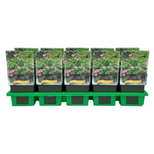 Geranium sanguineum Vision Violet' P11
(10 Plants/Order)(11cmP 25cmH)