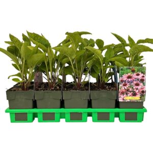 Echinacea purpurea Magnus
(10 Plants/Order)(11cmP 25cmH)