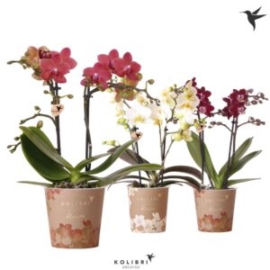 Phalaenopsis Multiflora Blossom mix 2 spike
(12 Plants/Order)(9cmP 30cmH)