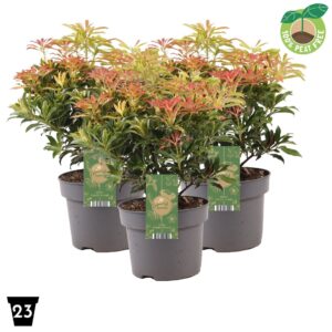 Pieris Forest Flame japonica
(1 Plants/Order)(23cmP 40cmH)