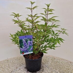 Vitex agnus-castus
(1 Plants/Order)(19cmP 40cmH)