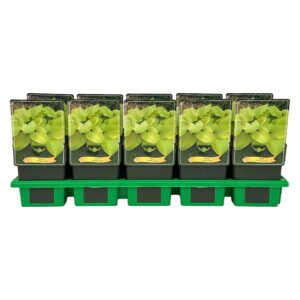 Hosta other Tortilla Chip' P11
(10 Plants/Order)(11cmP 25cmH)