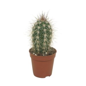 Pachycereus pringlei 5,5 cm
(20 Plants/Order)(5.5cmP 8cmH)